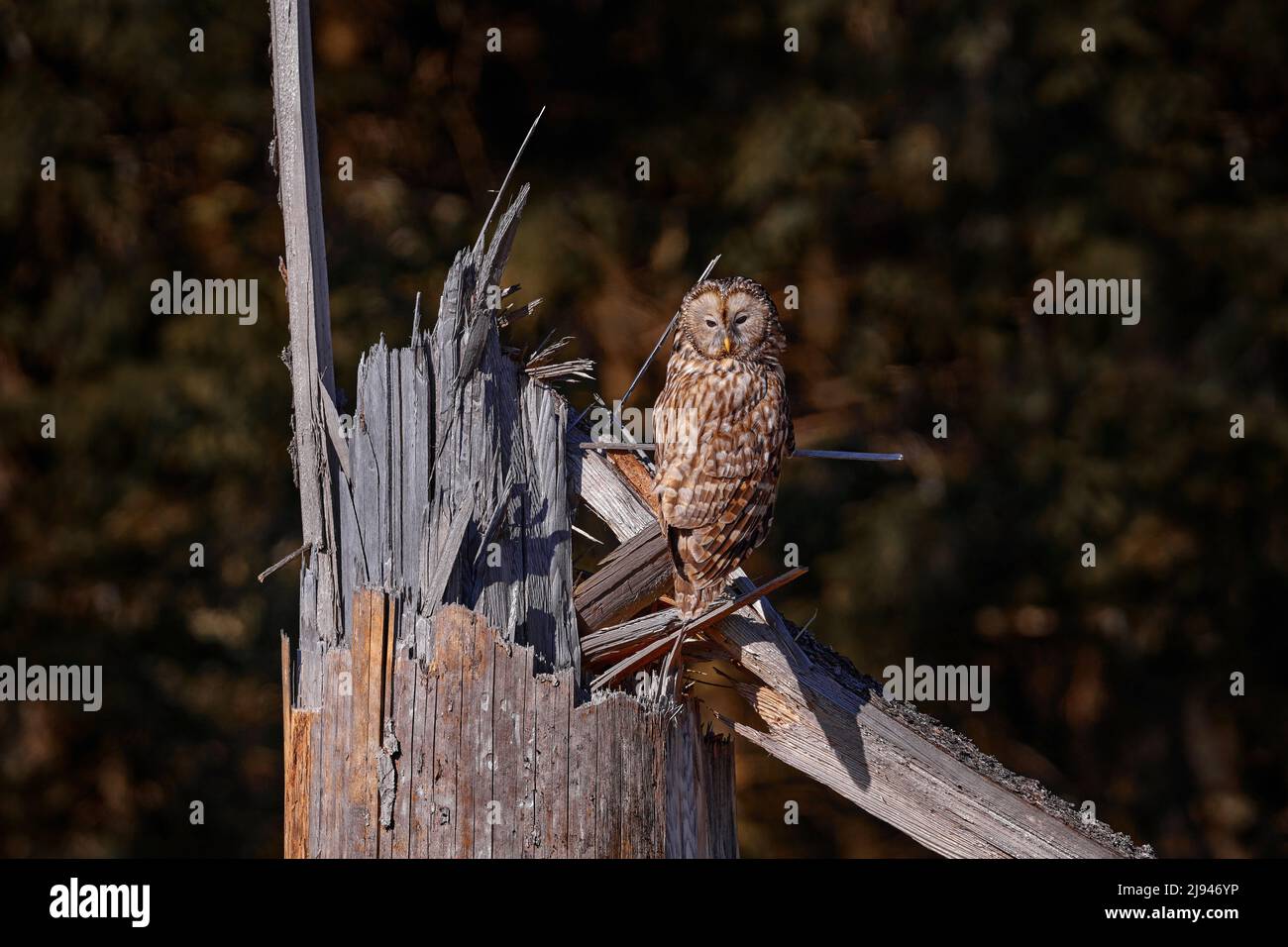 Ural Owl, Strix uralensis, sentado en rama de árbol, en bosque de hojas verdes de roble, Escena de vida silvestre de la naturaleza. Hábitat con aves silvestres. Búho en la picea t Foto de stock