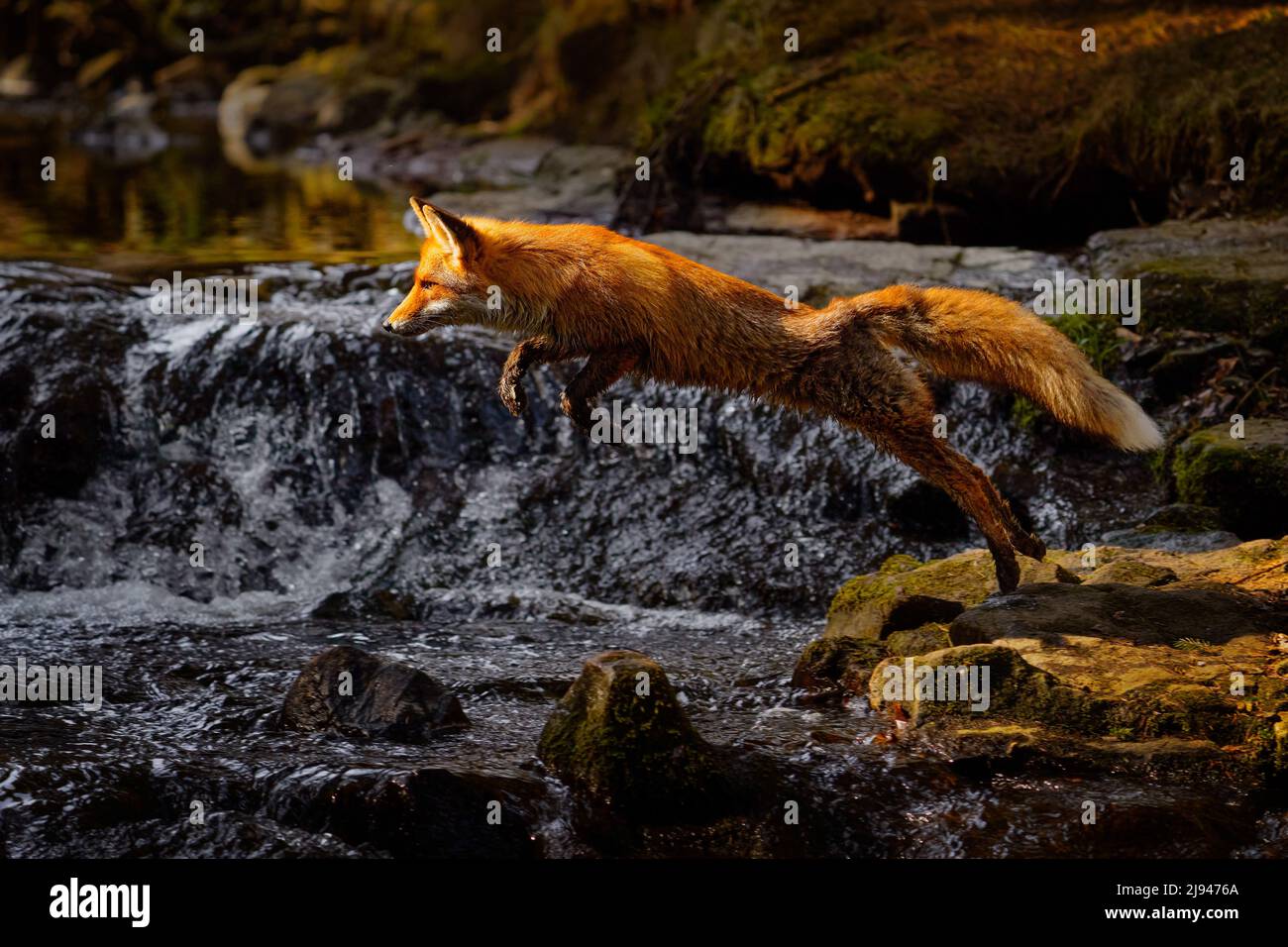 Fox vuelo sobre el río. Red Fox saltar , Vulpes vulpes, vida silvestre escena de Europa. Piel de naranja animal en el hábitat natural. Fox en el verde fo Foto de stock