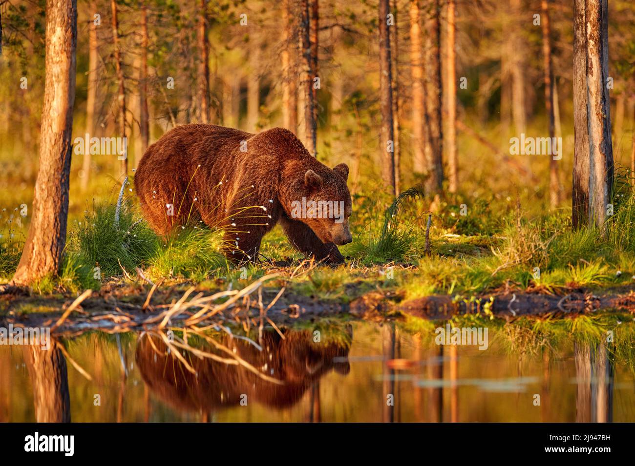Vida salvaje de verano, oso marrón. Animal peligroso en el bosque natural y en el hábitat de los prados. Fauna y flora de Finlandia cerca de la frontera rusa. Foto de stock