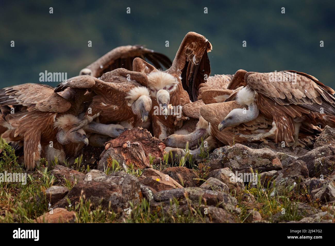 Cena de fiesta, comida de canal con vultrura lucha en la naturaleza. Griffon Vulture, Gyps fulvus, ave grande en montaña rocosa, hábitat, Madzarovo, Bulgaria, Este Foto de stock