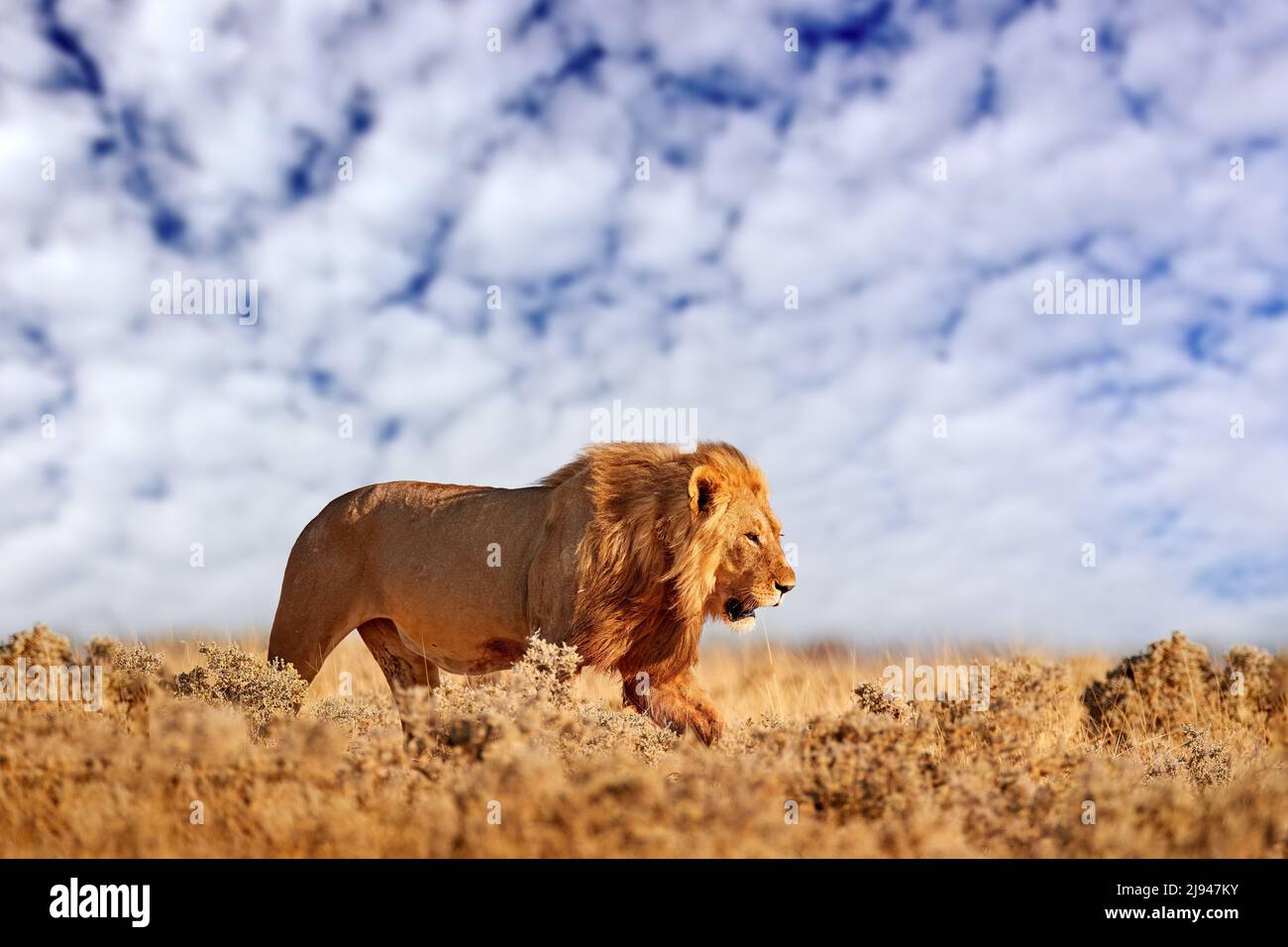 León con mane en Etosha, Namibia. León africano caminando en la hierba, con hermosa luz nocturna, cielo azul con nubes blancas. Escena de la vida silvestre de na Foto de stock