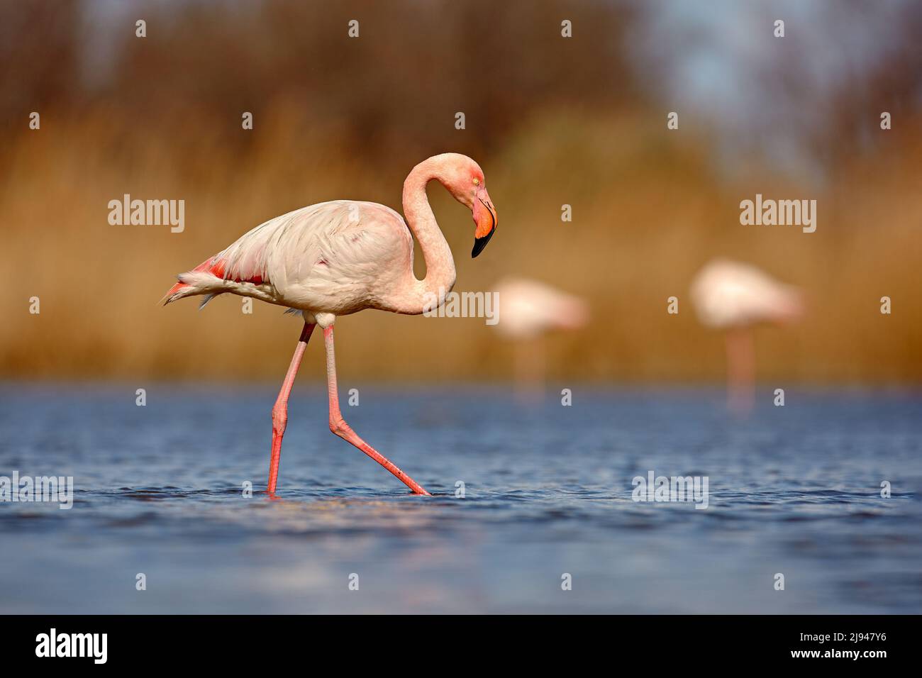 Mayor Flamingo, Phoenicopterus ruber, hermoso ave rosa grande con cuello largo en agua azul oscuro, con sol de la tarde, animal en el hábitat de la naturaleza, ITA Foto de stock