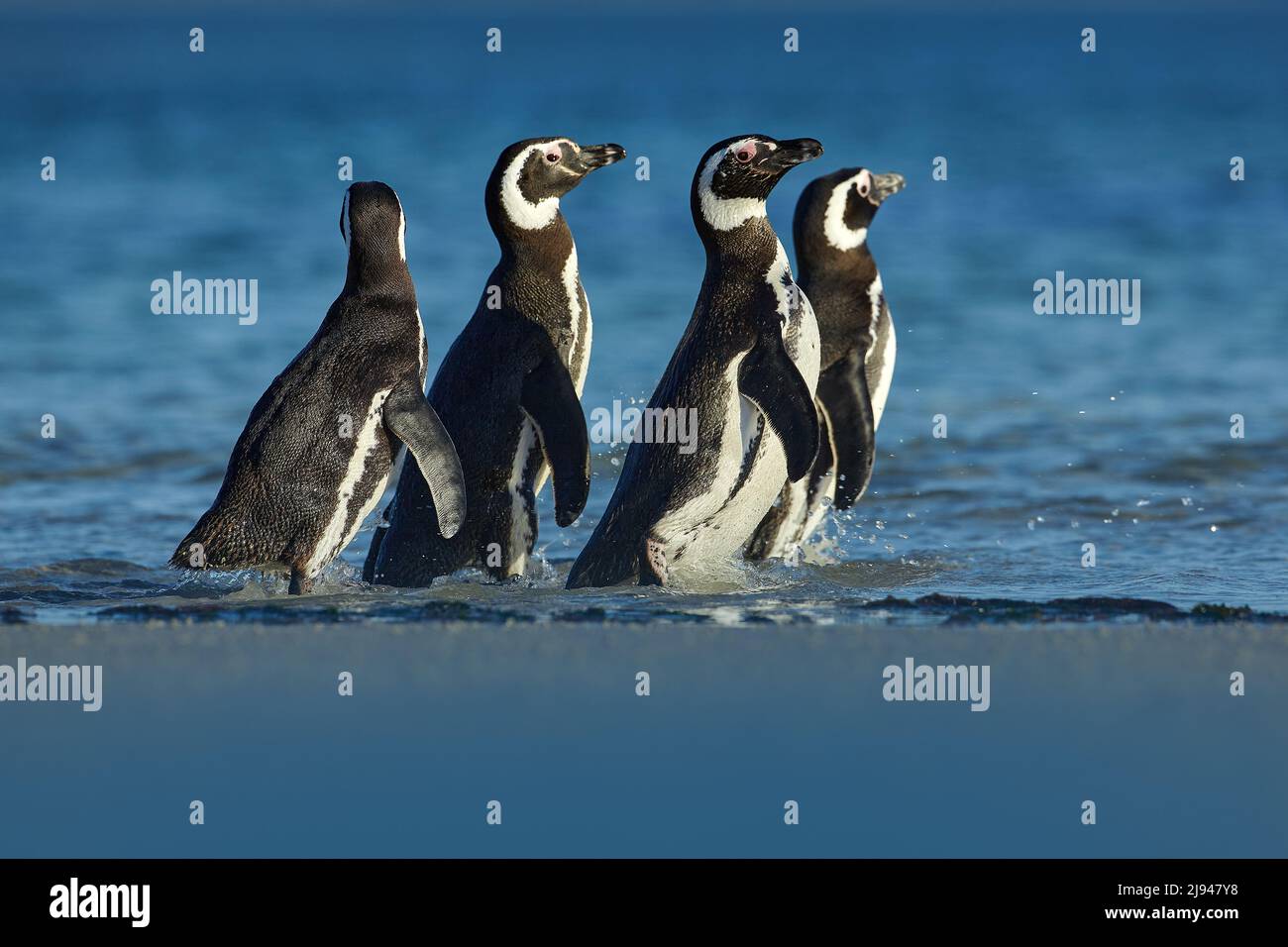 Pingüino en el agua. Pájaro jugando en olas de mar. Aves marinas en el agua. Pingüino magallánico con olas oceánicas en el fondo, Islas Malvinas, Antarc Foto de stock