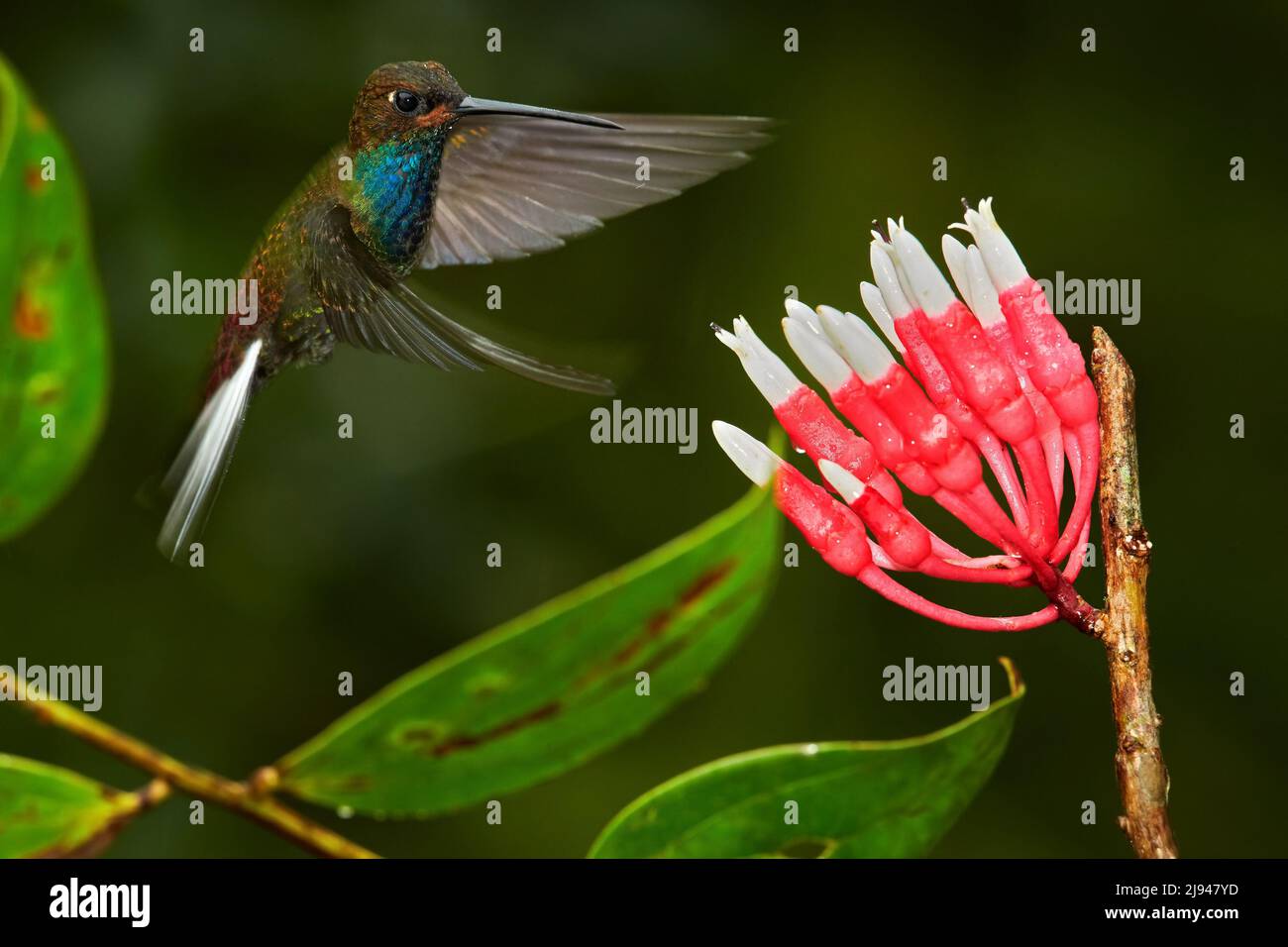 Colibrí con flor. Rochroa bugueri, sobre flor de ping, fondo verde y amarillo, Néctar chupando aves de flor rosa, Foto de stock