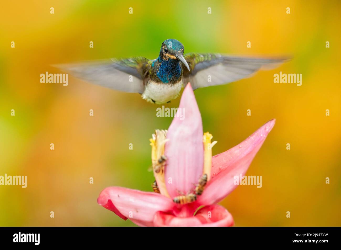 Fauna Costa Rica. Jacobina de cuello blanco, Florisuga mellivora, colibrí azul y blanco que vuela junto a la hermosa flor naranja con sangre Foto de stock