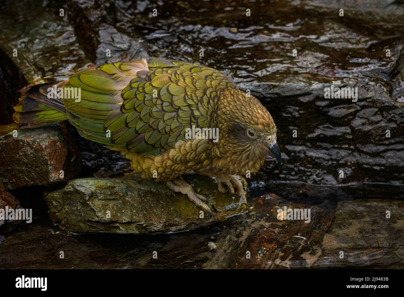 Kea loro beber agua de río, nestor notabilis, aves verdes en el hábitat natural, montaña en Nueva Zelanda. Kea sititng en el tronco del árbol, la vida silvestre Foto de stock