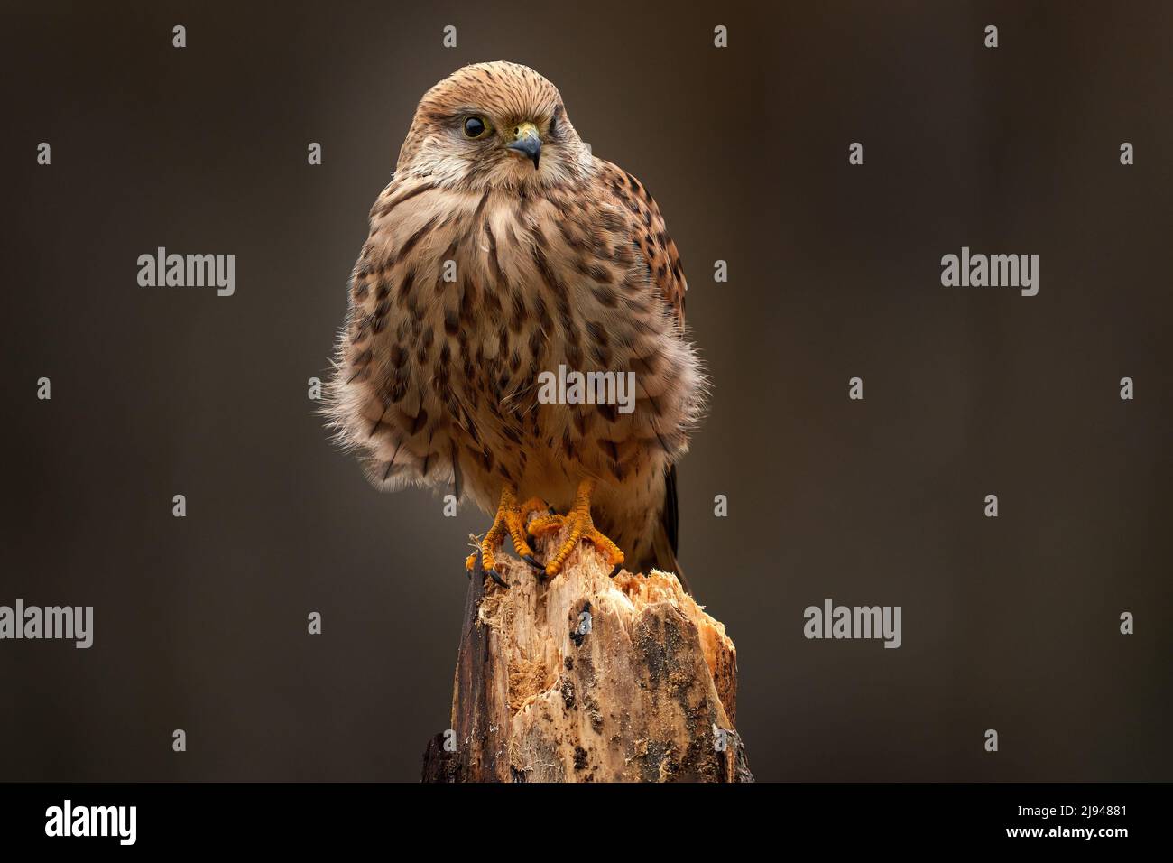 Vida salvaje checa. Kestrel sentado en la rama del árbol con hongos. Falco tinnunculus, pequeño ave de presa en el hábitat natural, República Checa. Vida salvaje Foto de stock