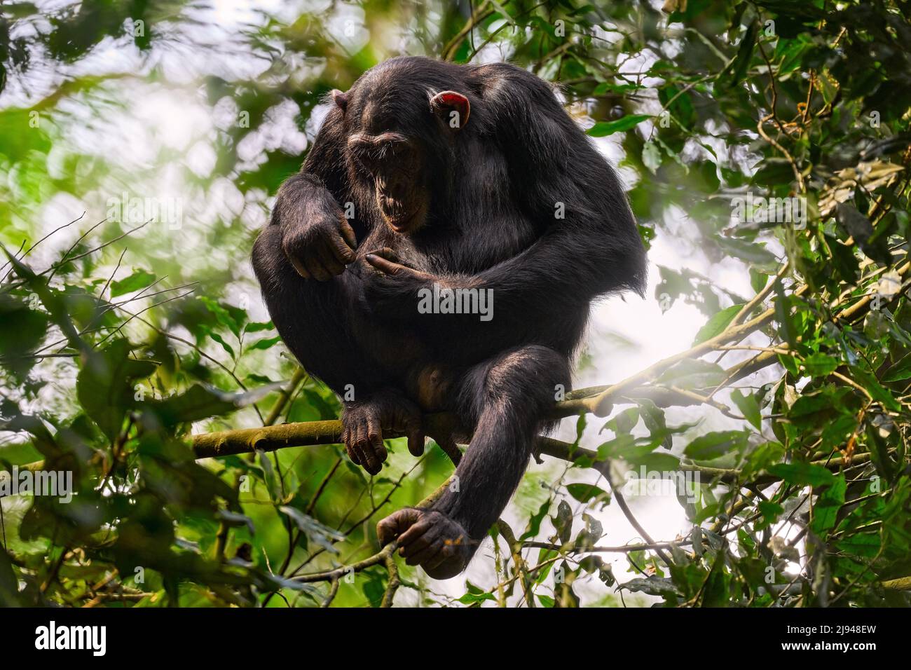 Chimpancé, Pan troglodytes, en el árbol en el Parque Nacional de Kibail, Uganda, bosque oscuro. Mono negro en la naturaleza, Uganda en África. Chimpancé en hab Foto de stock