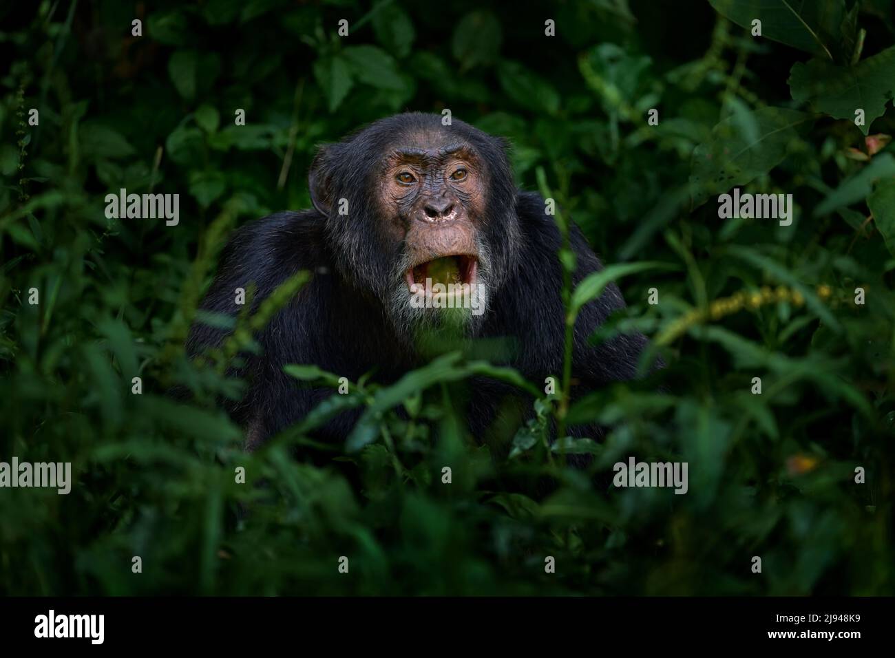 Chimpancé, Pan troglodytes, en el árbol en el Parque Nacional de Kibail, Uganda, bosque oscuro. Mono negro en la naturaleza, Uganda en África. Chimpancé en hab Foto de stock