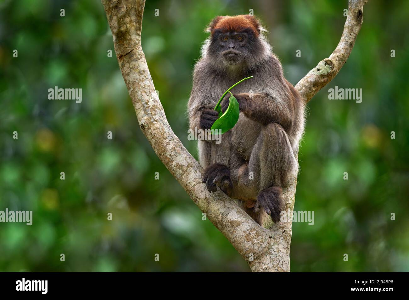 Mono de Uganda. Colobús rojo ugandés, tefrosceles de Piliocolobus, mono gris cabeza rufa sentado en el tronco del árbol en el bosque tropical. Colobus rojo en verduras Foto de stock