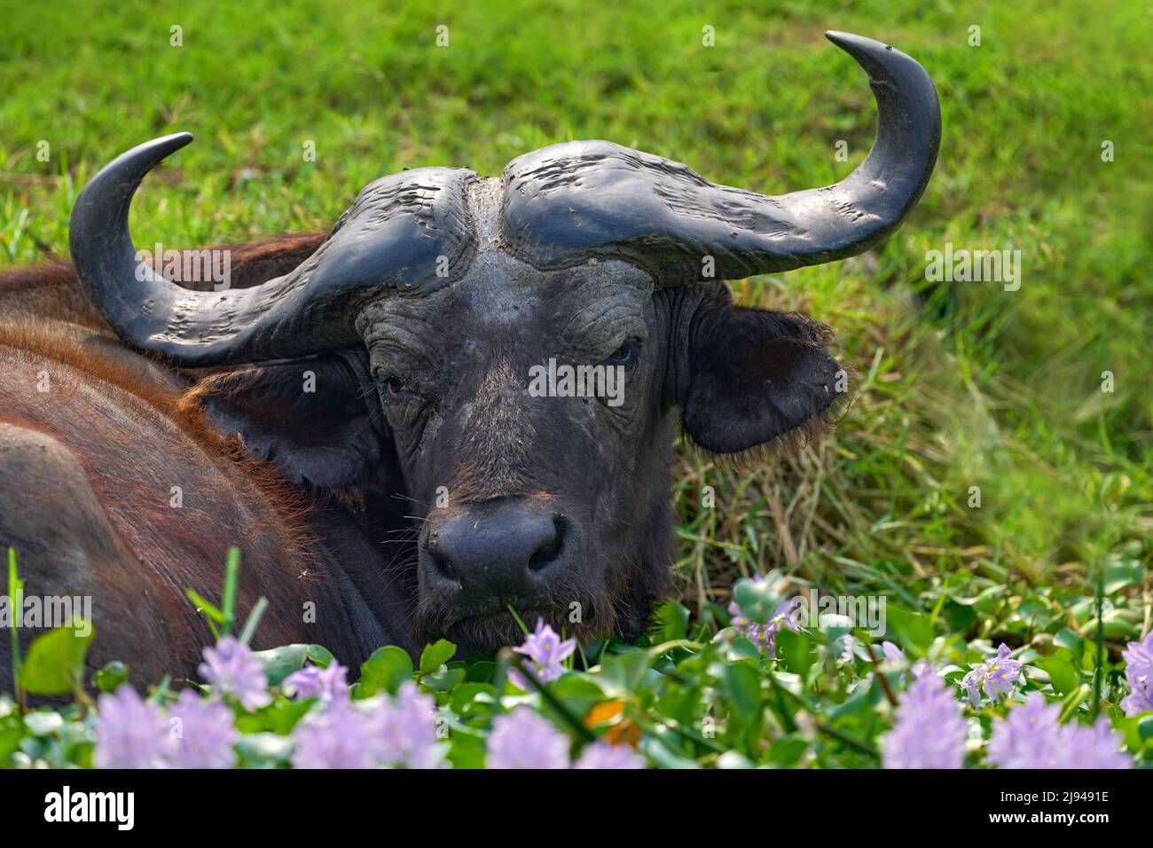 Retrato de búfalo, Uganda. Detalle de cabeza de córnea de toro en la sabana, Uganda. Escena de la vida silvestre de la naturaleza africana. Piel marrón de búfalo grande. Bocina en el bi Foto de stock