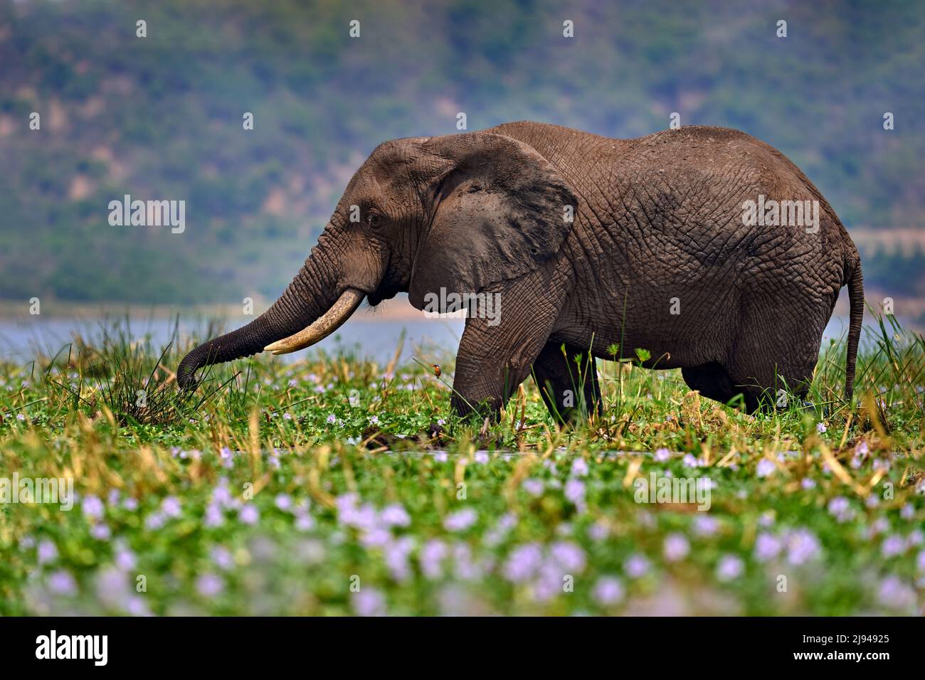 Elefante en el Canal de Kazinga Queen Elizabeth NP en Uganda. Joven varón que paga en el agua con flor de jacinto rosa rosa, naturaleza salvaje. Fauna U Foto de stock