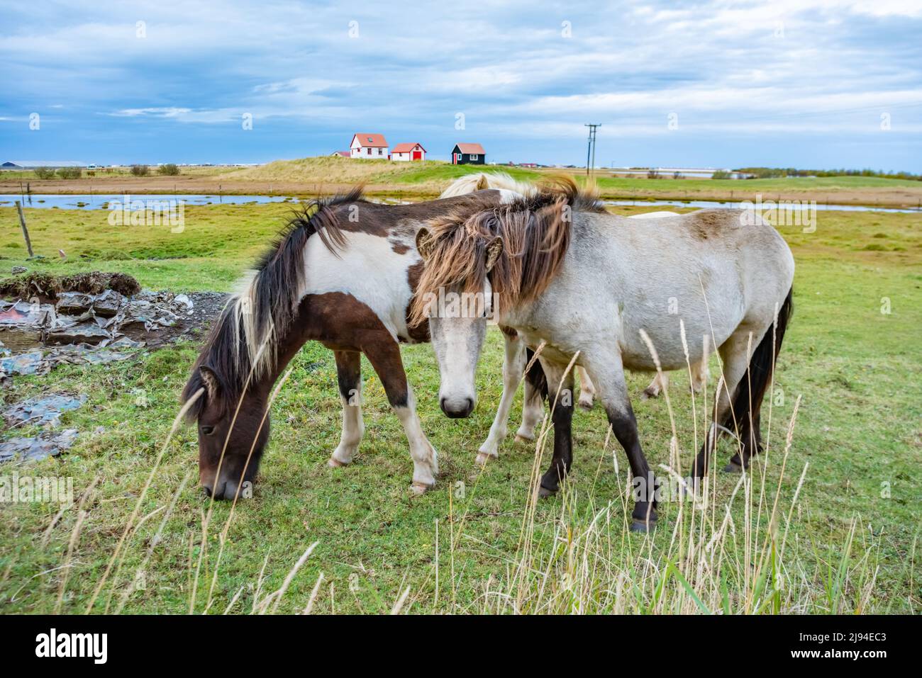 Un par de caballos islandeses Foto de stock