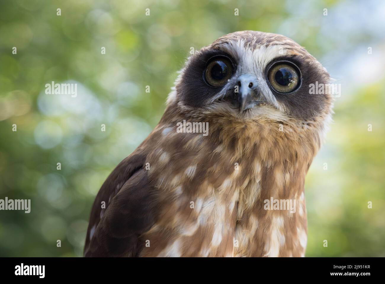 A Morepork Owl, Pitcombe Rock Falconry, Somerset, Inglaterra, Reino Unido Foto de stock