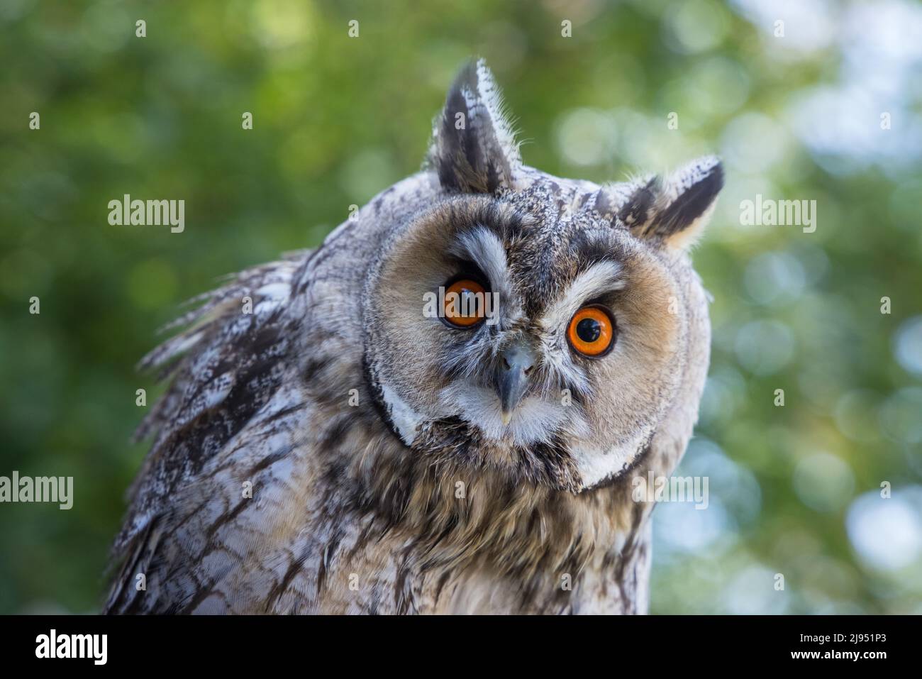 A Long eared Owl, Pitcombe Rock Falconry, Somerset, Inglaterra, Reino Unido Foto de stock