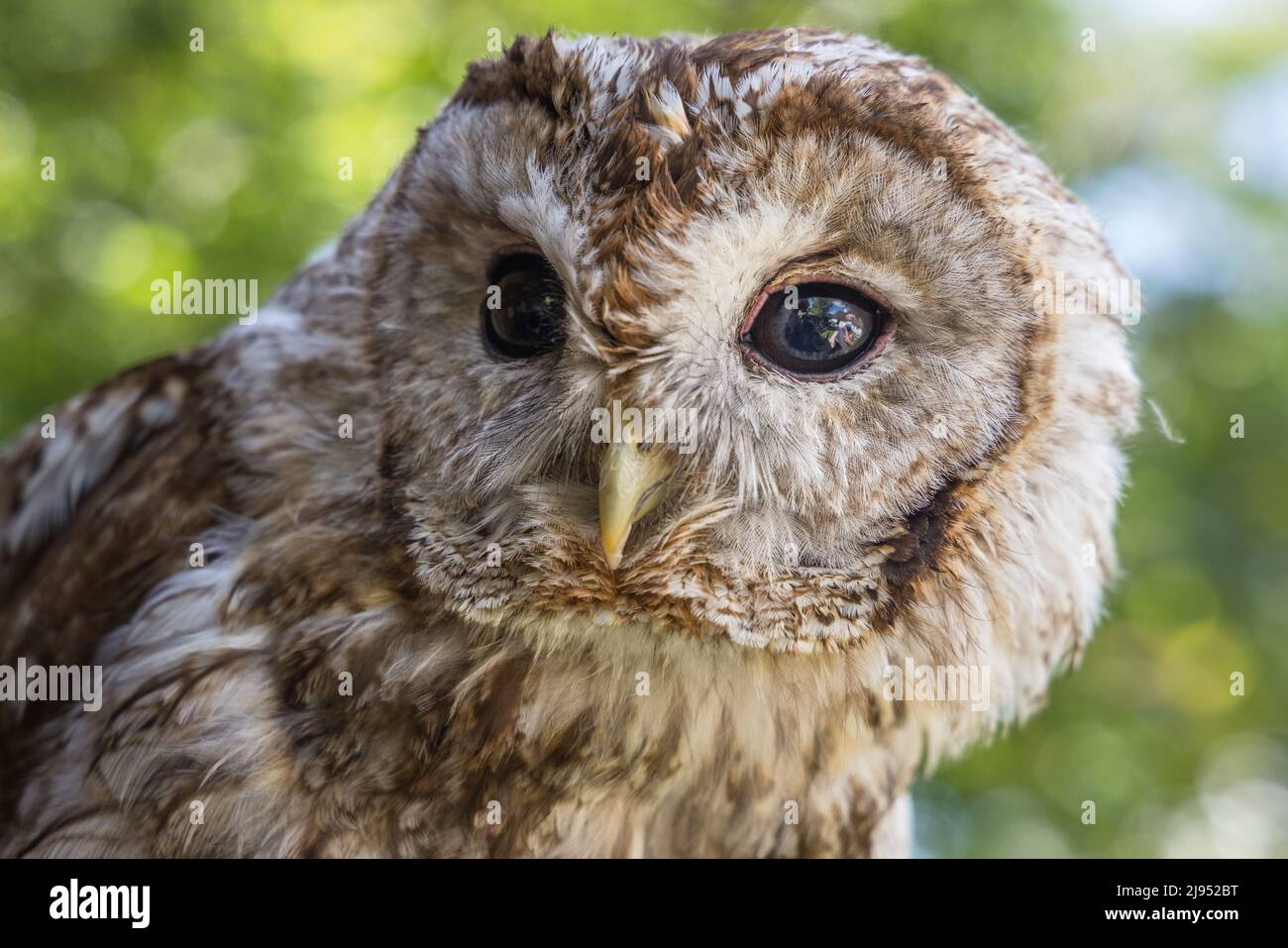 An Owl, Pitcombe Rock Falconry, Somerset, Inglaterra, Reino Unido Foto de stock