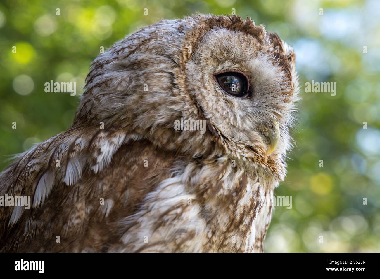 An Owl, Pitcombe Rock Falconry, Somerset, Inglaterra, Reino Unido Foto de stock