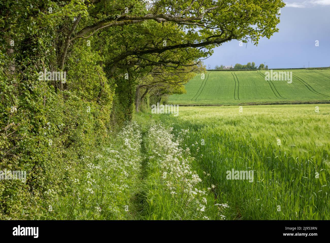Un campo de cebada Purse Caundle, Dorset, Inglaterra, Reino Unido Foto de stock