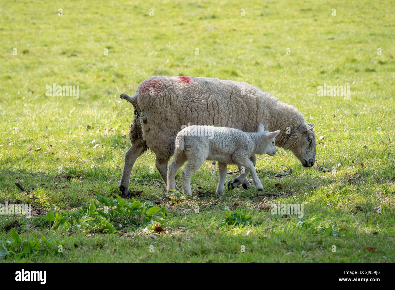 oveja con su lindo cordero en el sol de primavera Foto de stock