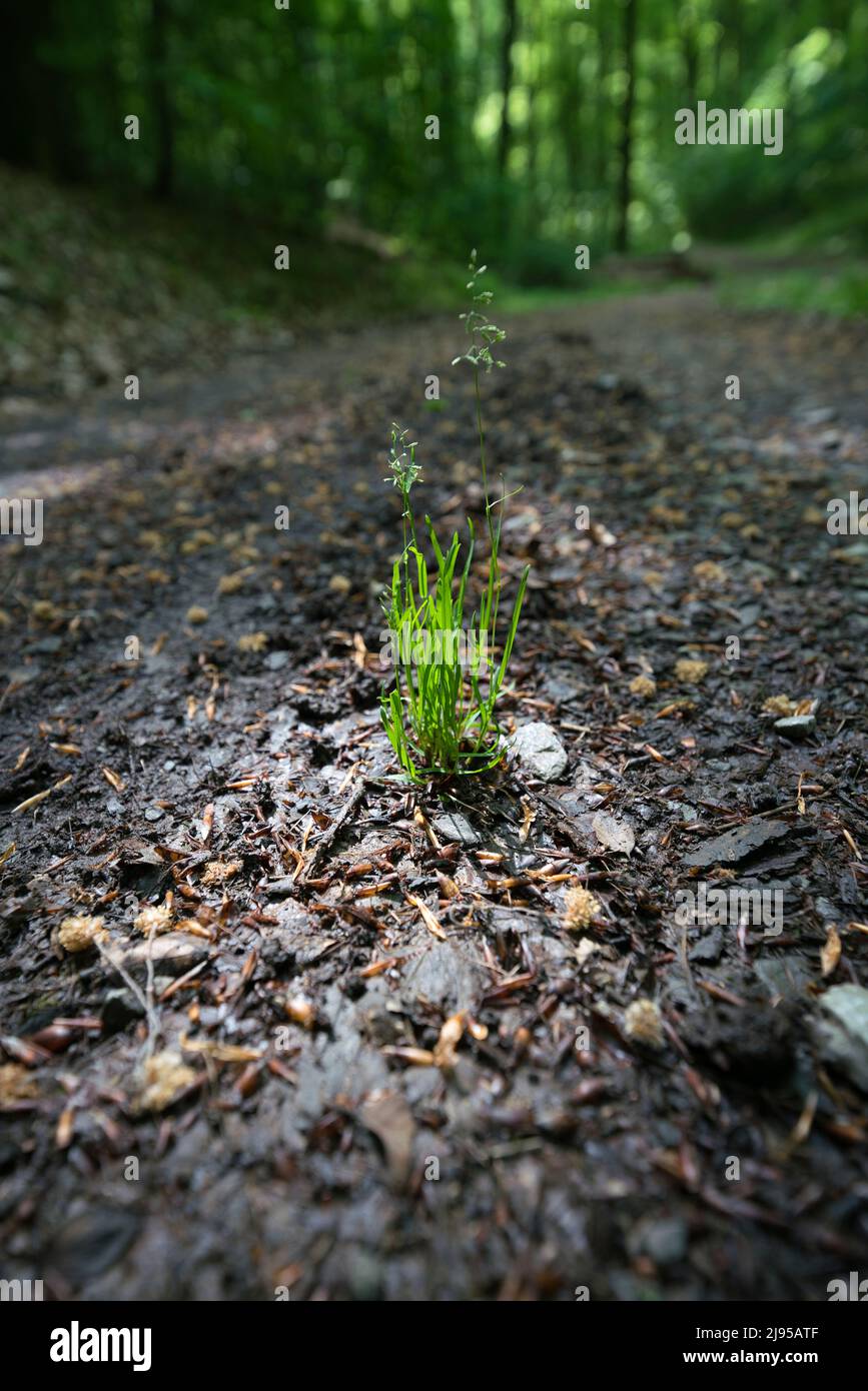 Hierba verde fresca en cálido foco en un bosque sombreado claro en Alemania en mayo. Fondo orgánico con palas y acarreo en un día soleado de primavera Foto de stock