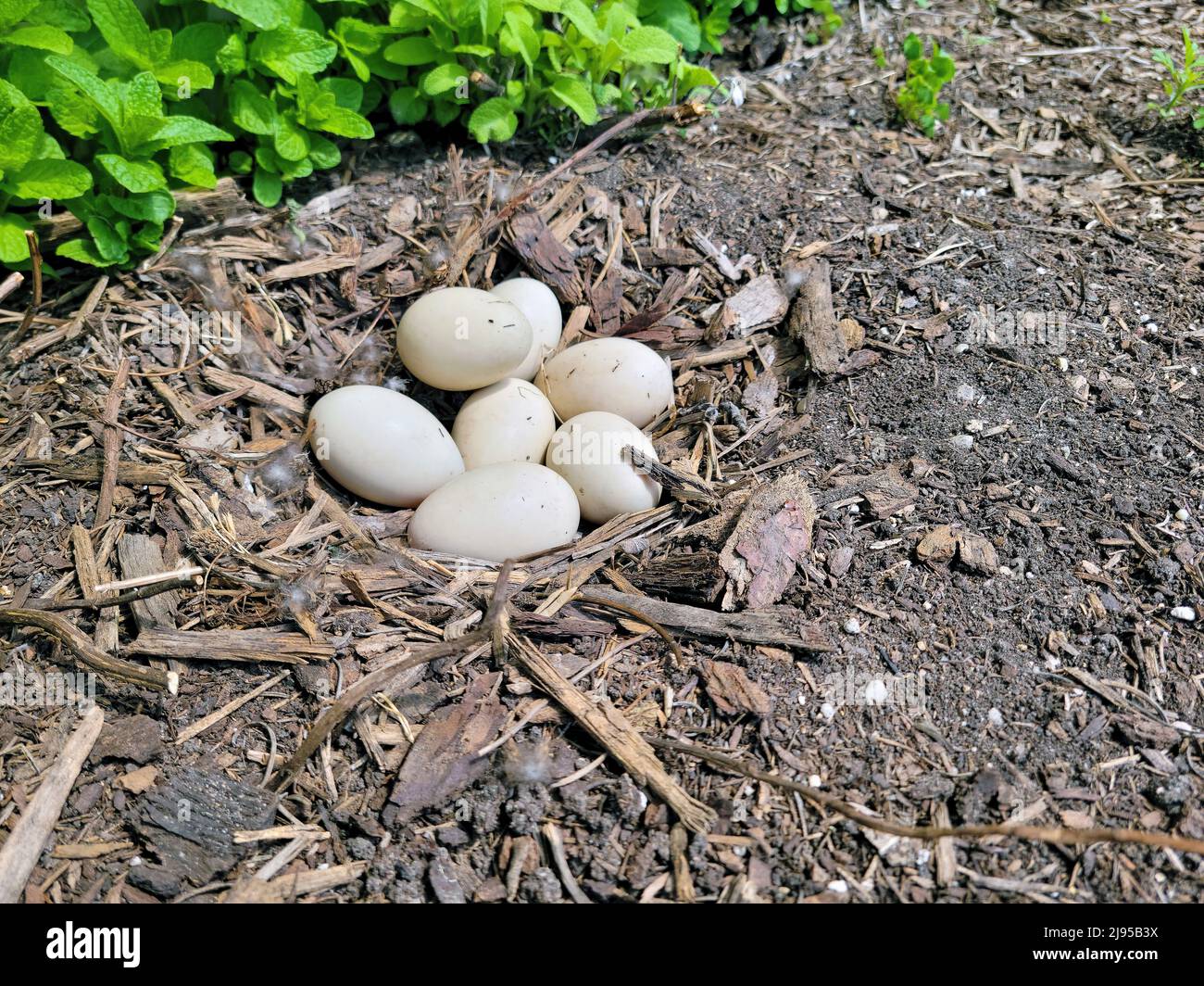 Nido de pato mallard con siete huevos en astillas de madera y suciedad Foto de stock