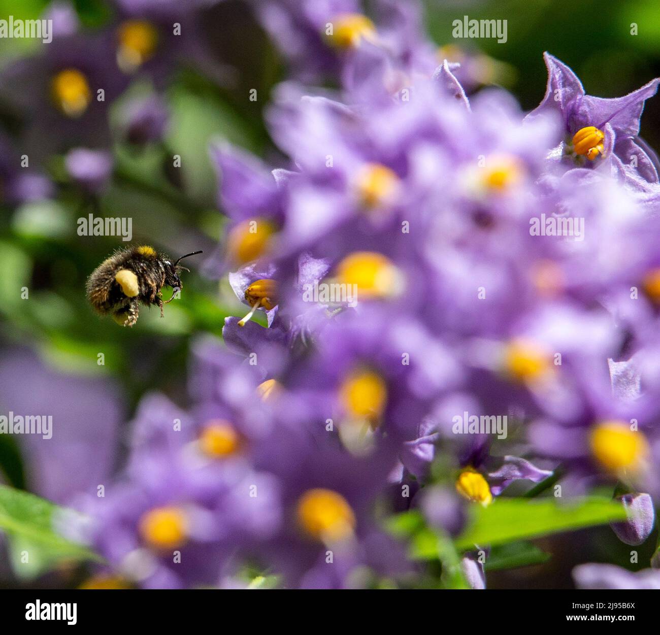 Devon, Reino Unido. 20th de mayo de 2022. Una abeja que lleva polen en sus corbiculae (canastas de polen) cuando entra en tierra en un arbusto de solanum en Devon durante el Día Mundial de la Abeja Foto de stock