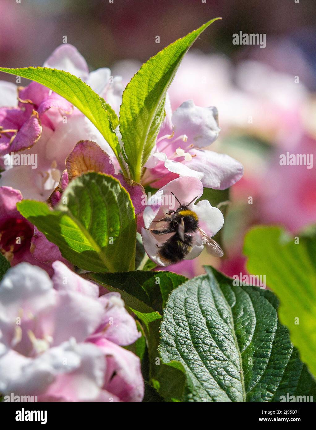 Devon, Reino Unido. 20th de mayo de 2022. Una abeja recolectando polen de un arbusto weigela en Devon durante el Día Mundial de la Abeja. Crédito: Photo Central/Alamy Live News Foto de stock