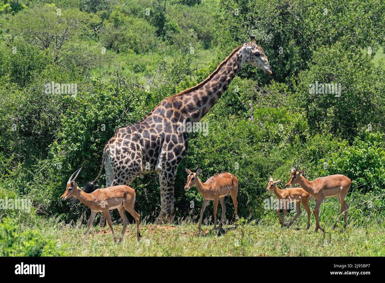 Jirafa sudafricana (Giraffa camelopardalis giraffa) e impalas (Aepyceros melampus), Parque Hluhluwe-Imfolozi, KwaZulu-Natal, Sudáfrica Foto de stock