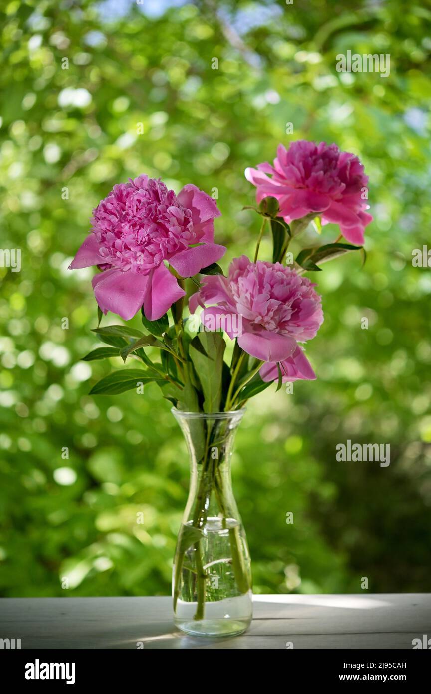 Primer plano Bouquet de flores de peonías rosas en jarrón Foto de stock