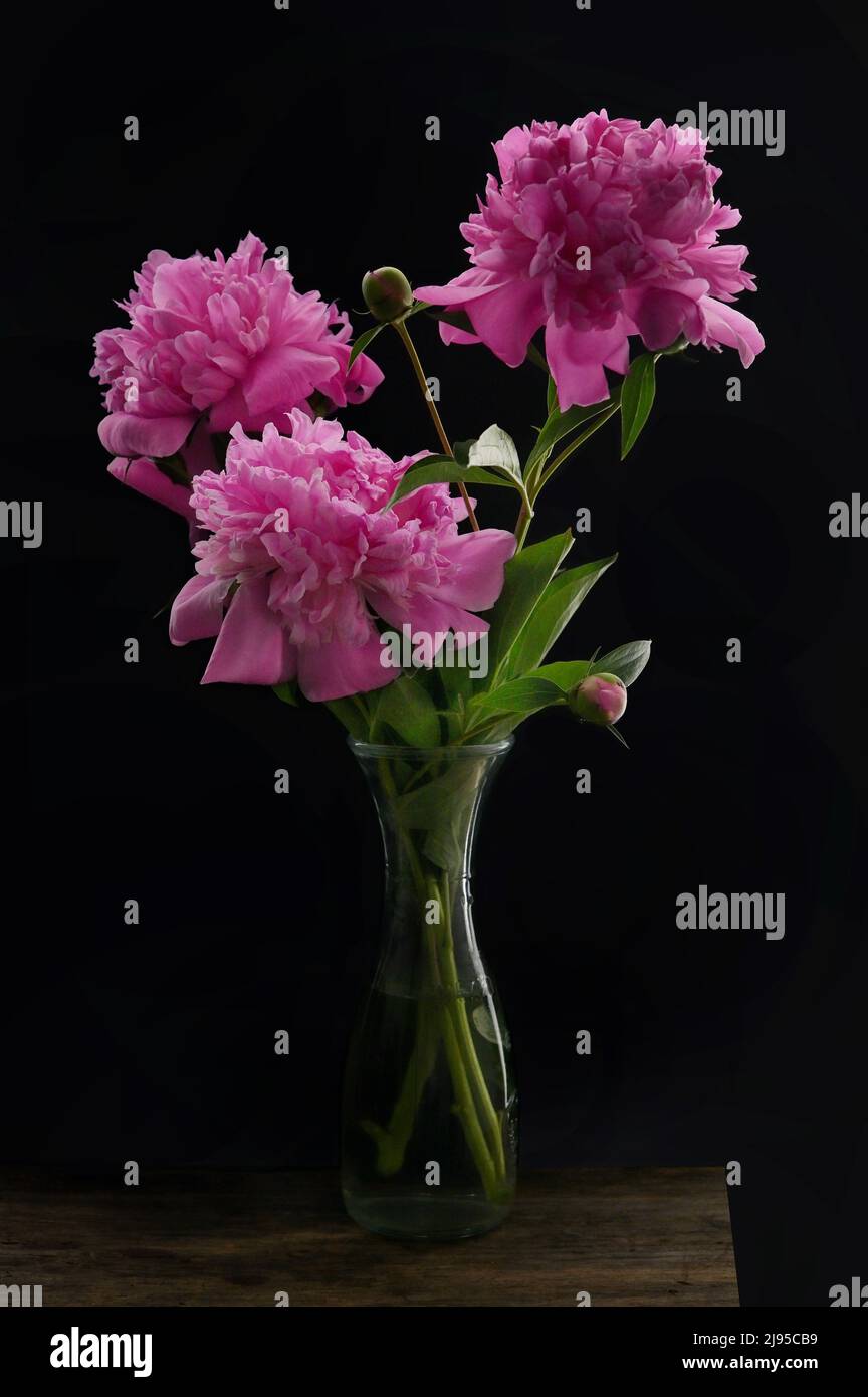 Primer plano Bouquet de flores de peonías rosas en jarrón sobre fondo negro Foto de stock