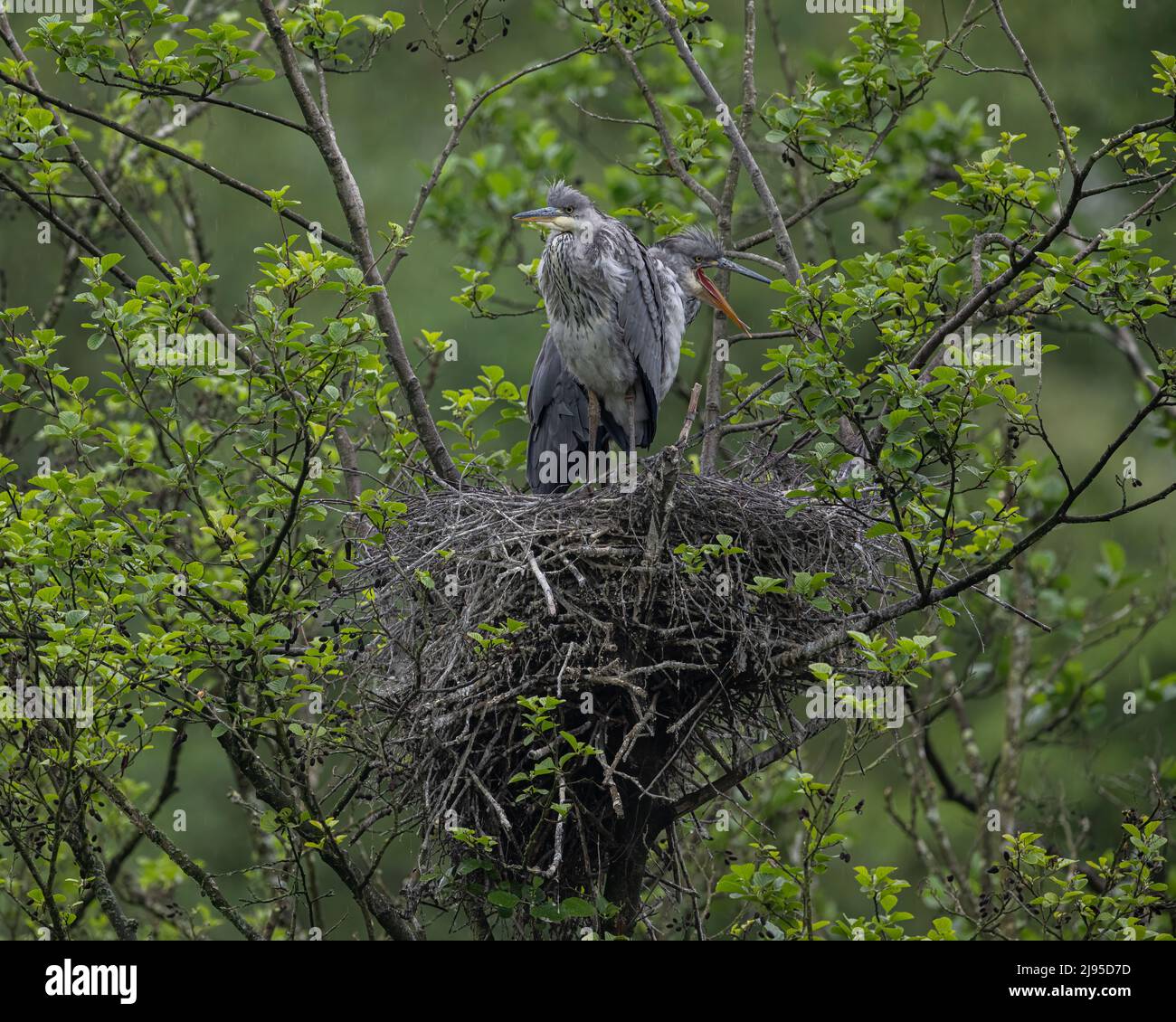 Dos polluelos de garzas grises (Ardea cinerea) exploran el cielo desde su nido, en busca de un padre que lleva comida. Foto de stock