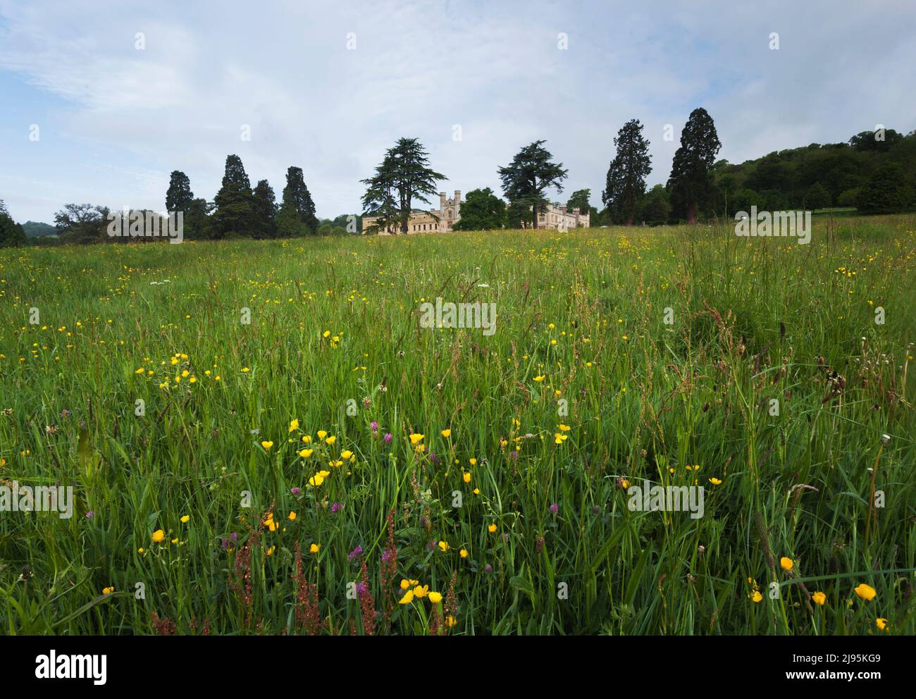 El campo de Unmown de flores silvestres en el Estado de la Corte de Ashton, incluyendo buttercup y trébol. Bristol, Reino Unido. Foto de stock