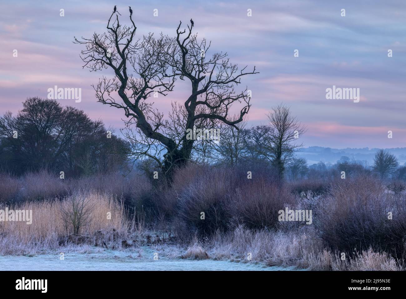 Tres cormoranes en un árbol en una mañana helada a orillas del río Stour en Fiddleford, Dorset, Inglaterra, Reino Unido Foto de stock