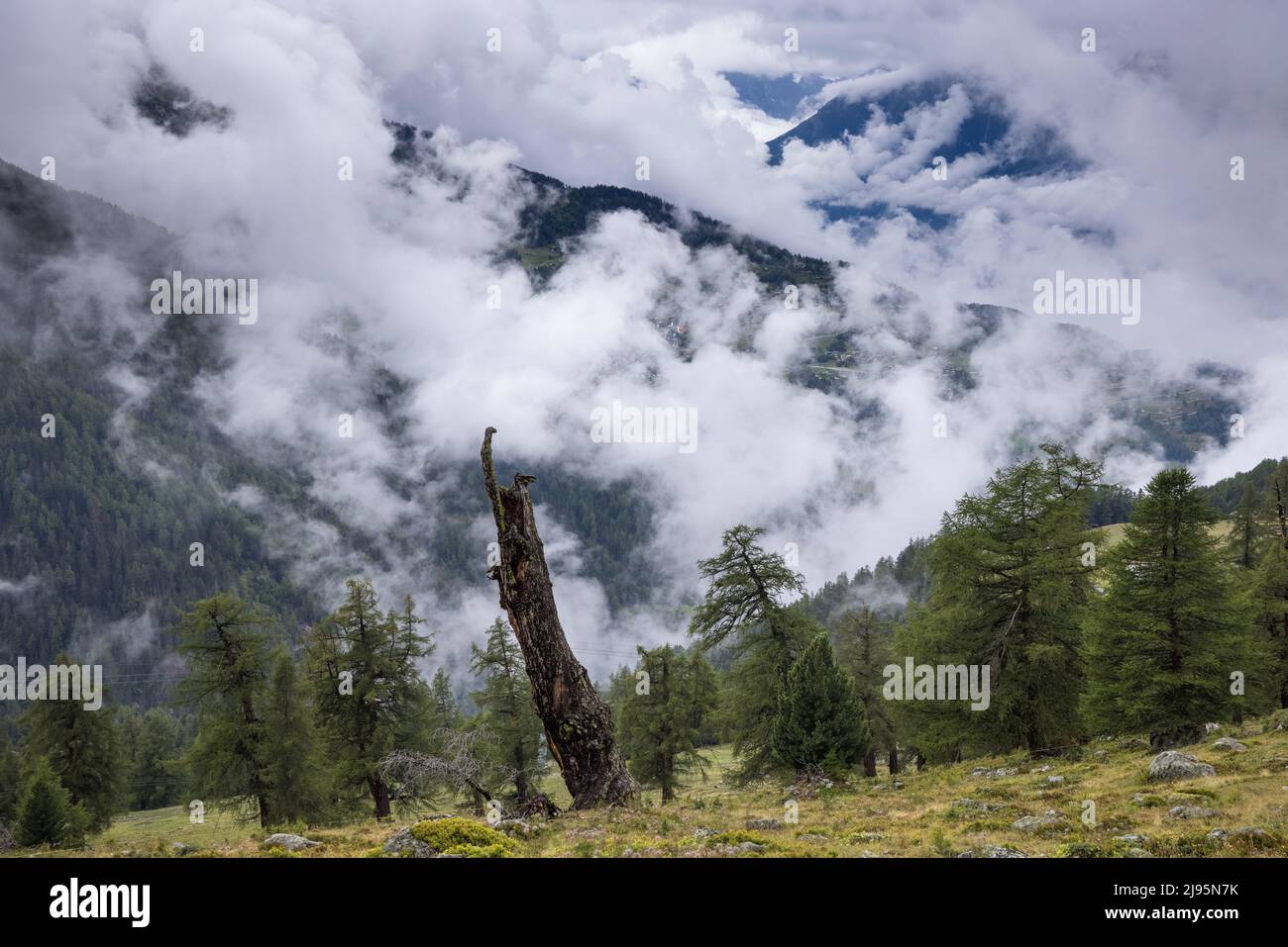 Un árbol de alerce arrulado, Balavaux, Valais, Suiza Foto de stock