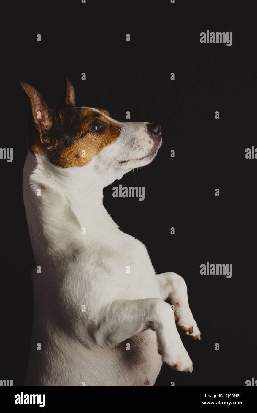Retrato lateral de un perro Jack Russell Terrier de pie en sus patas traseras esperando un regalo, con fondo oscuro Foto de stock