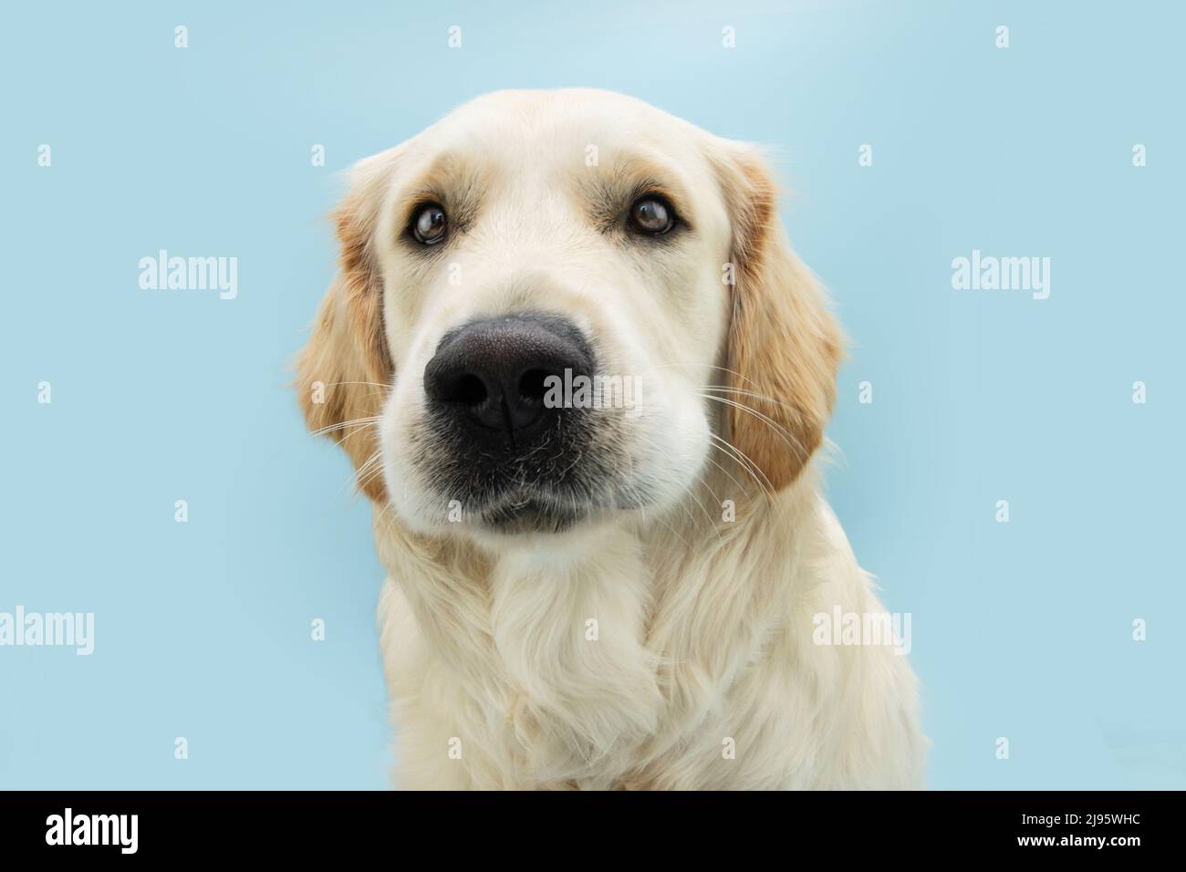 Retrato lindo perro perrito de oro perrito mirando la cámara. Aislado sobre  bacakground azul pastel Fotografía de stock - Alamy