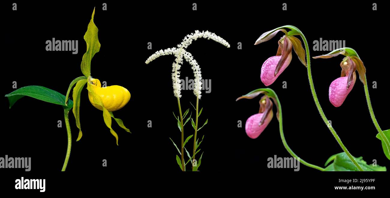 Composites coloridos de flores silvestres (Zapatillas Yellow Lady's Slipper, Fairy Wand, y Pink Lady's) aisladas sobre fondo negro - Carolina del Norte, Estados Unidos Foto de stock