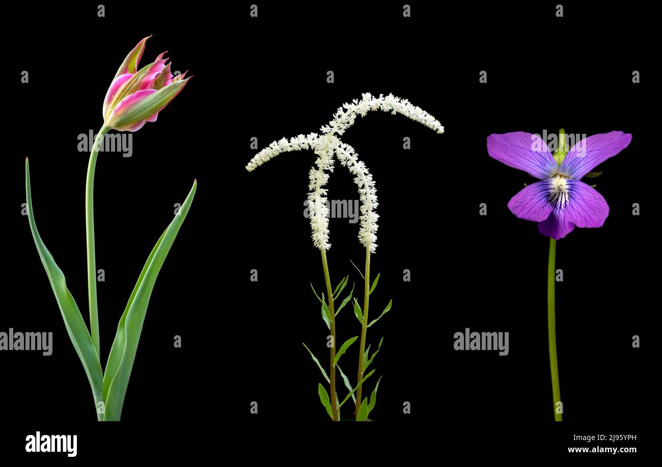 Coloridos compuestos florales (tulipanes, hadas y violeta) aislados sobre fondo negro - Carolina del Norte, Estados Unidos Foto de stock