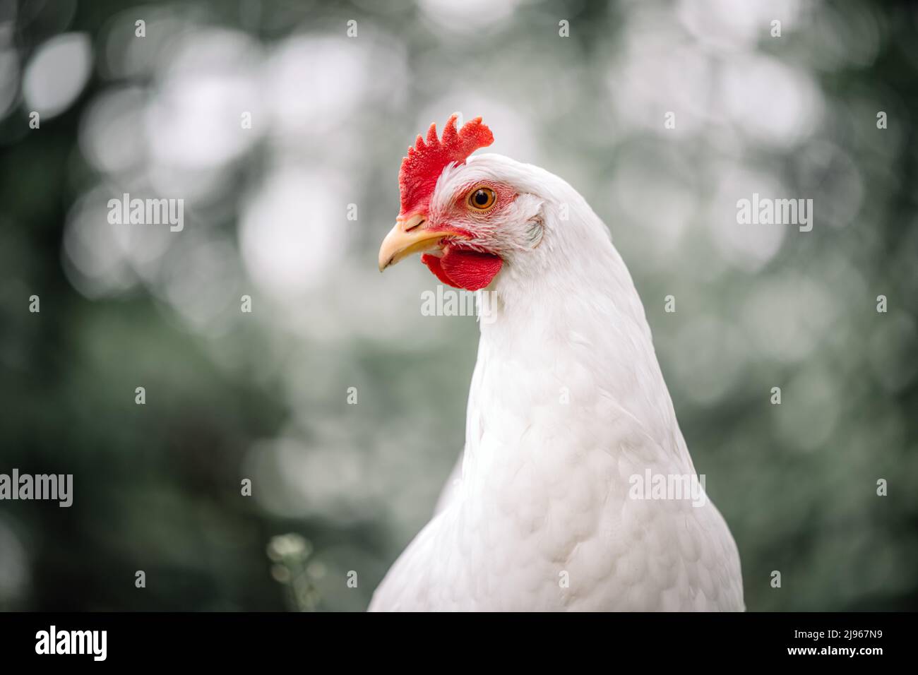 Pollo blanco de gama libre leghorn raza en el jardín de verano Foto de stock