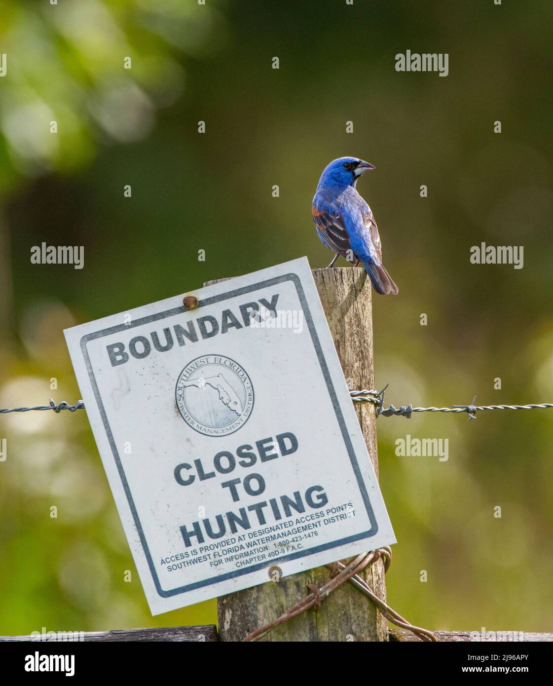 Pájaro grosbeak azul macho - Passerina caerulea - encaramado en alambre de púas cerca de poste de madera sin signo de caza Foto de stock