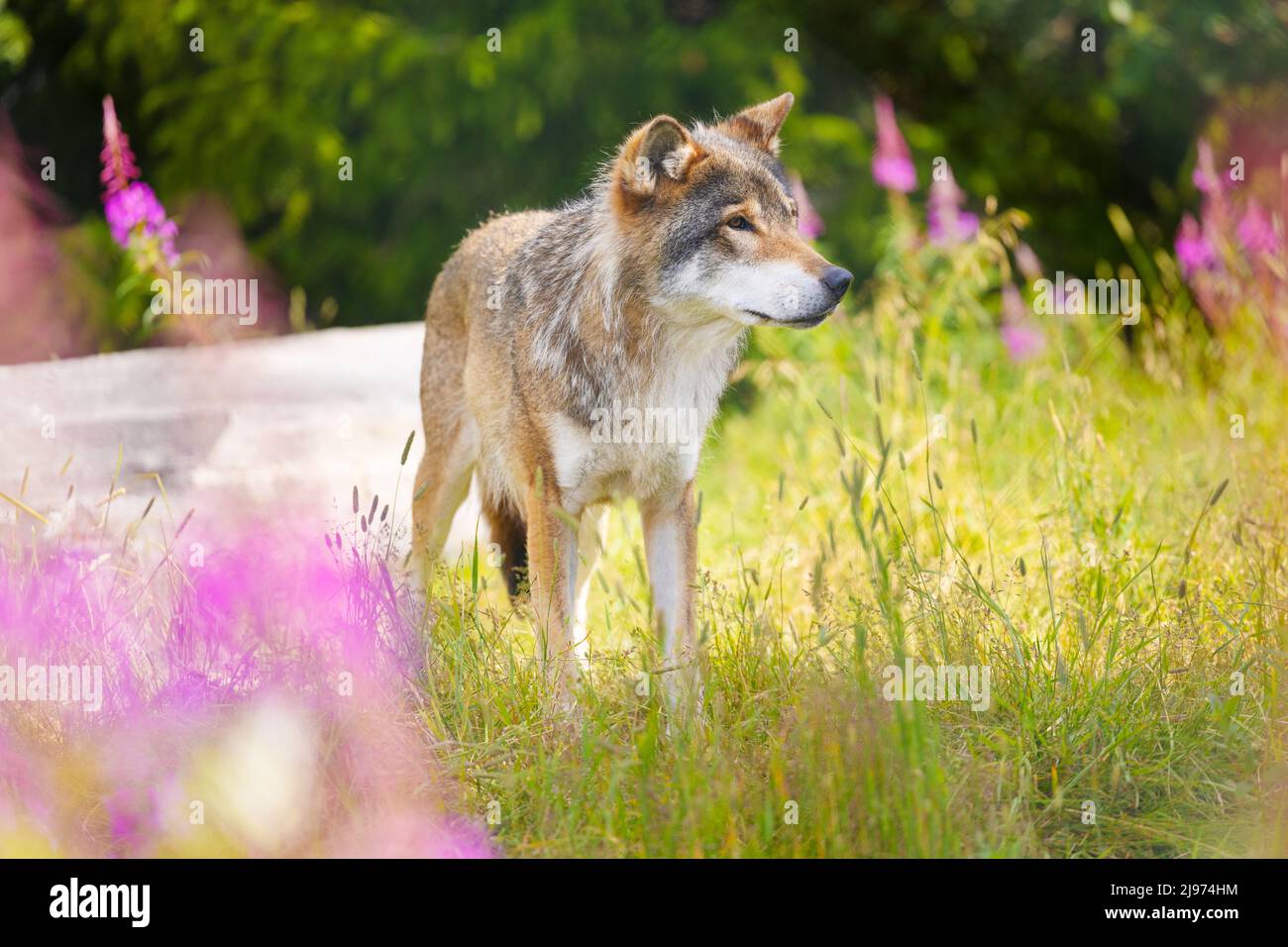 Gran lobo gris masculino en un hermoso prado de césped en el bosque Foto de stock
