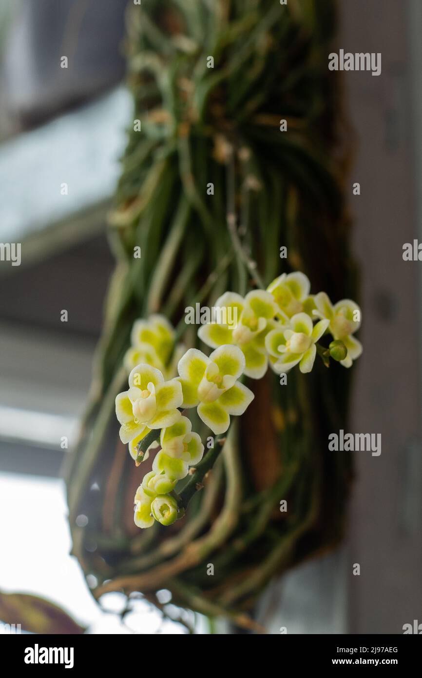 Orquídea Chiloschista viridiflava Alba. Mini orquídea blanco amarillo verde.  Especies pequeñas enanas. Orquídeas de cerca. Variedad rara. Flor en  miniatura. Rama con brotes. Orquídeas en flor Fotografía de stock - Alamy
