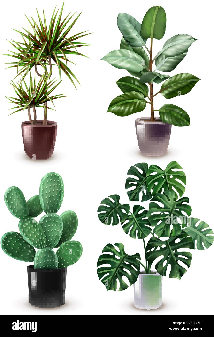 Aislado realista Houseplant icono establecer diferentes tipos de plantas en ilustración vectorial de ollas elegantes Ilustración del Vector