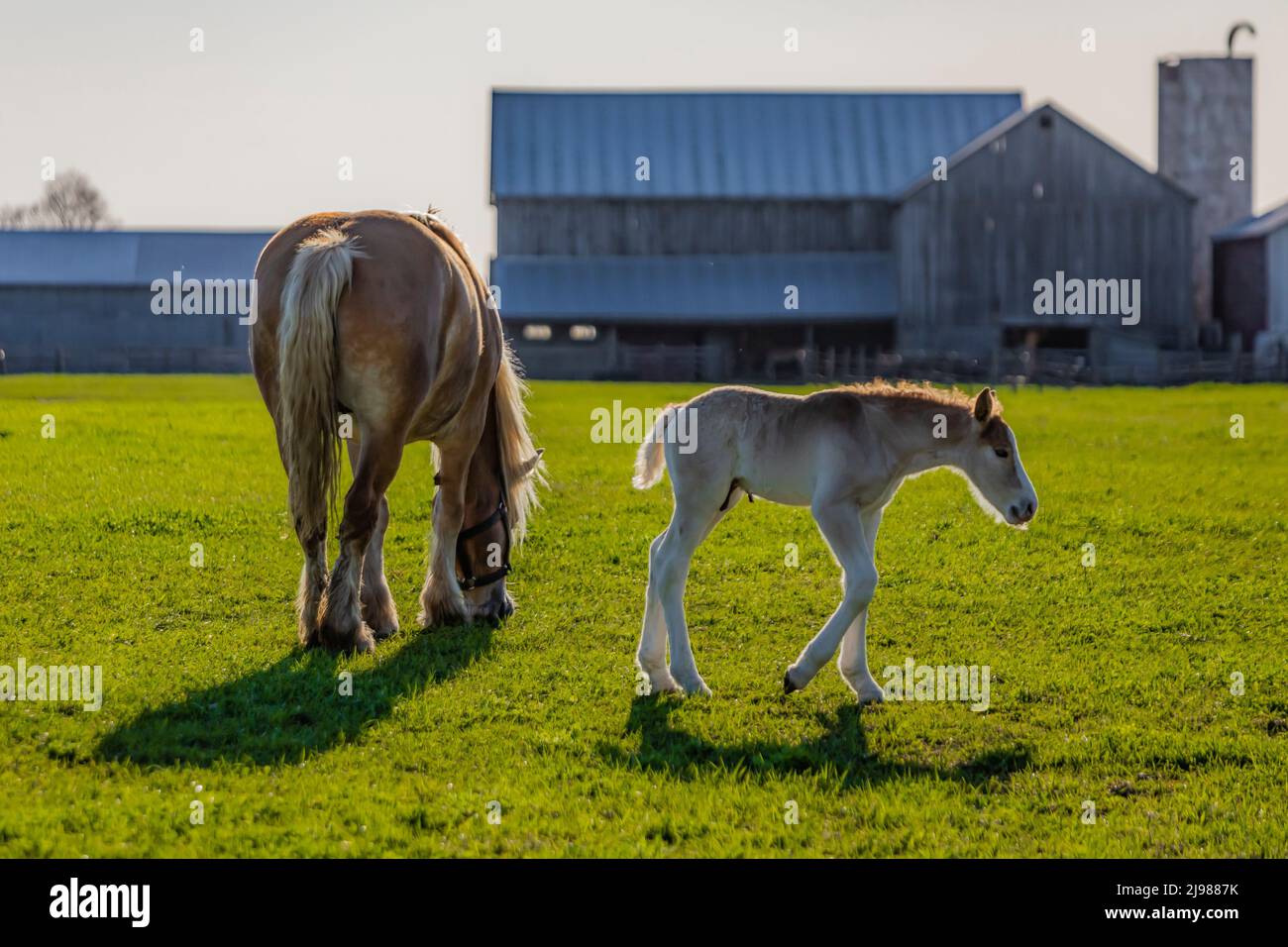 Madre caballo con su enemigo en una granja Amish en el centro de Michigan, EE.UU. [No hay liberación de propiedad; sólo licencia editorial] Foto de stock