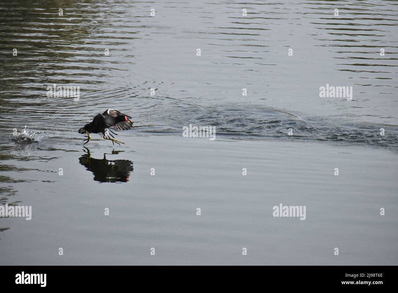 Las aves de agua de tamaño mediano Foto de stock