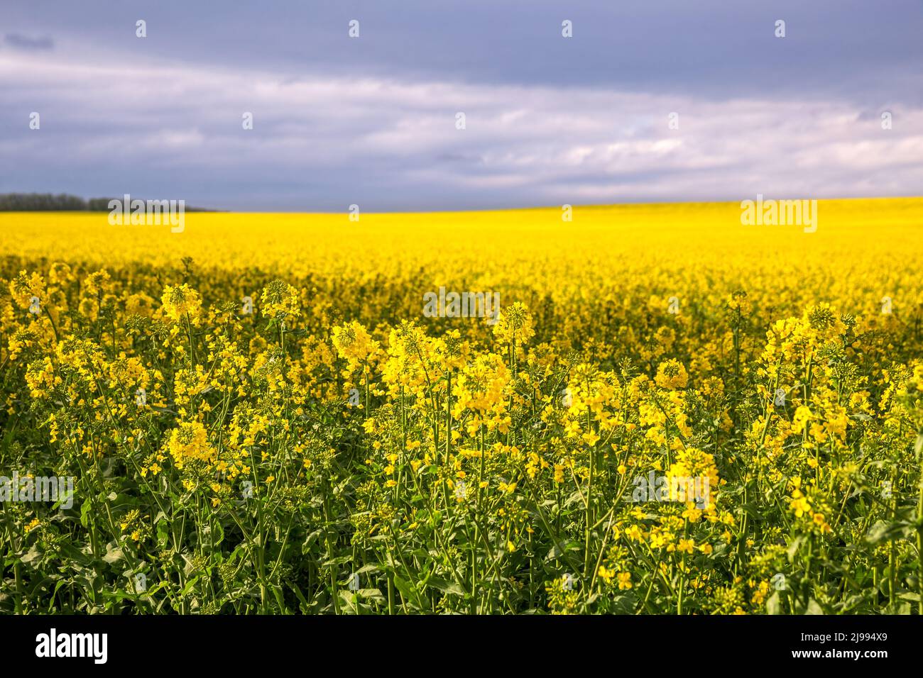 Gran hermoso campo agrícola de colza floreciente al horizonte Foto de stock