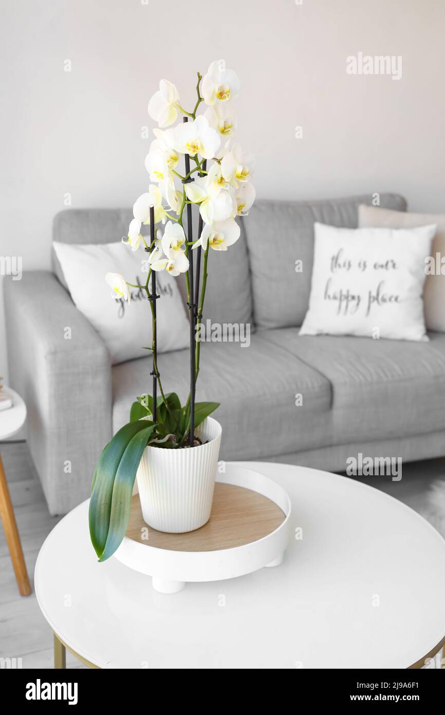 Hermosa flor de orquídeas en la mesa en la elegante sala de estar  Fotografía de stock - Alamy