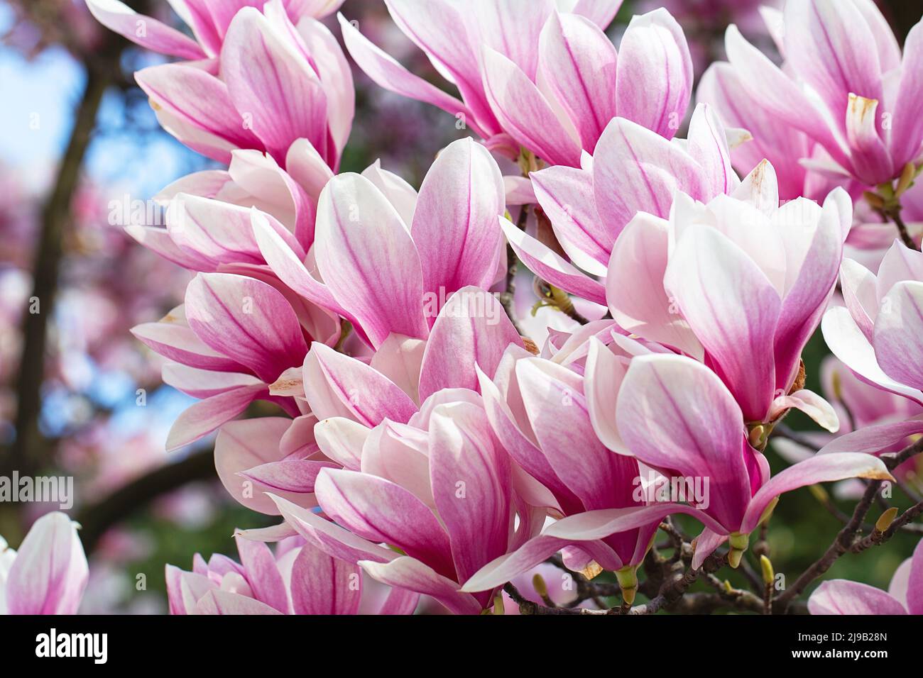 flor de magnolia en primavera. flores tiernas de color rosa bañándose a la  luz del sol. clima cálido de abril. Florece el árbol de magnolia en  primavera, Internet springtim Fotografía de stock -