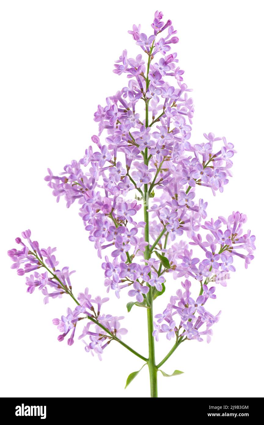 Flores lilas aisladas sobre fondo blanco. Trazado de recorte. Syringa vulgaris flor Foto de stock