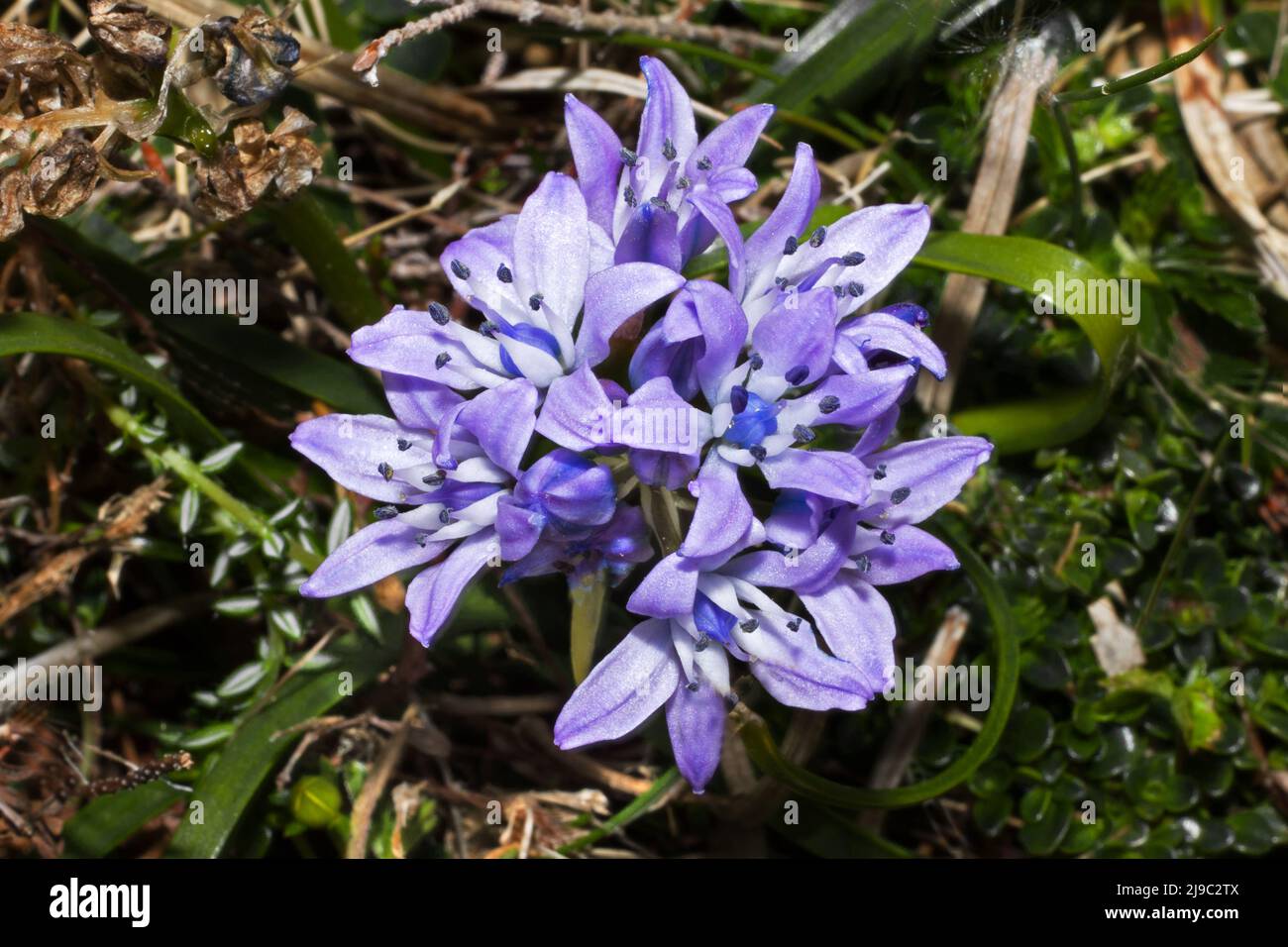 La verna de Scilla (escuadrón de primavera) se encuentra en praderas secas y cortas, generalmente cerca del mar. Es nativa de Europa Occidental. Foto de stock